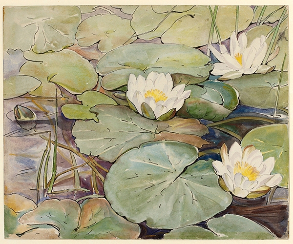 Water Lillies